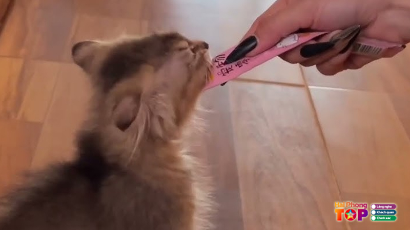 Beem-pet-haiphongtoplist