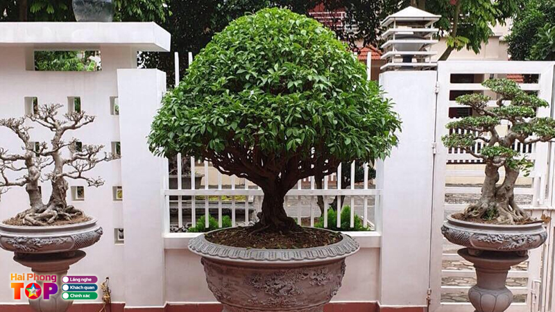Chau-sap-be-cao-cap-hoai-haiphongtoplist