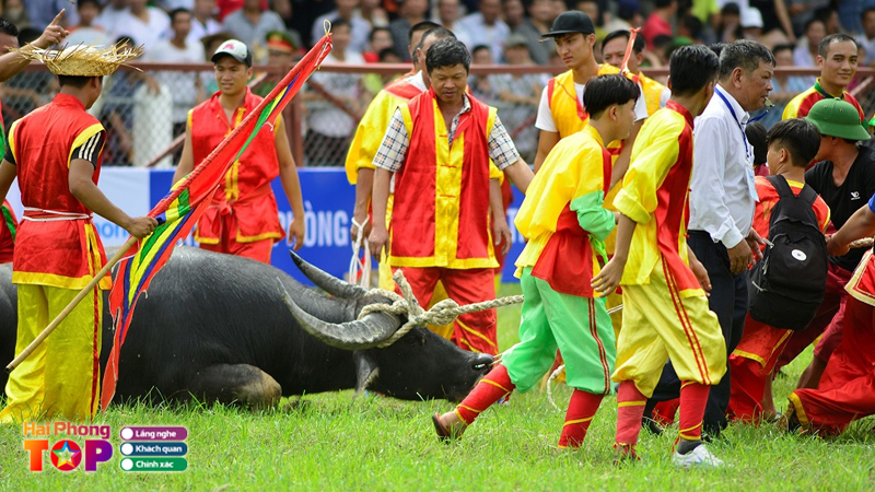 Dam-da-ban-sac-van-hoa-voi-le-hoi-choi-trau-do-son-hai-phong