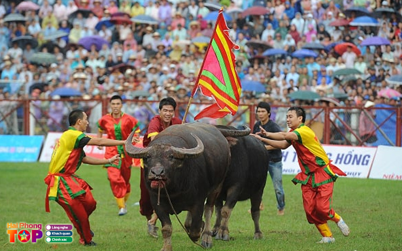 Doi-net-ve-le Hoi-choi-trau-hai-phong-haiphongtoplist