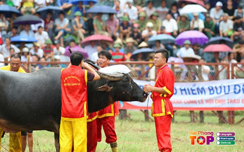 Le-hoi-truyen-thong-choi-trau-do-son-haiphongtoplist-2