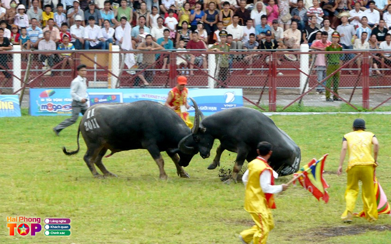 Nguon-goc-le-hoi-choi-trau-do-son-haiphongtoplist