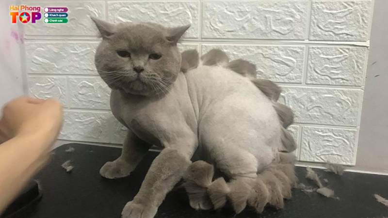 Spa-cat-tia-long-cho-meo-mundopet-haiphongtoplist