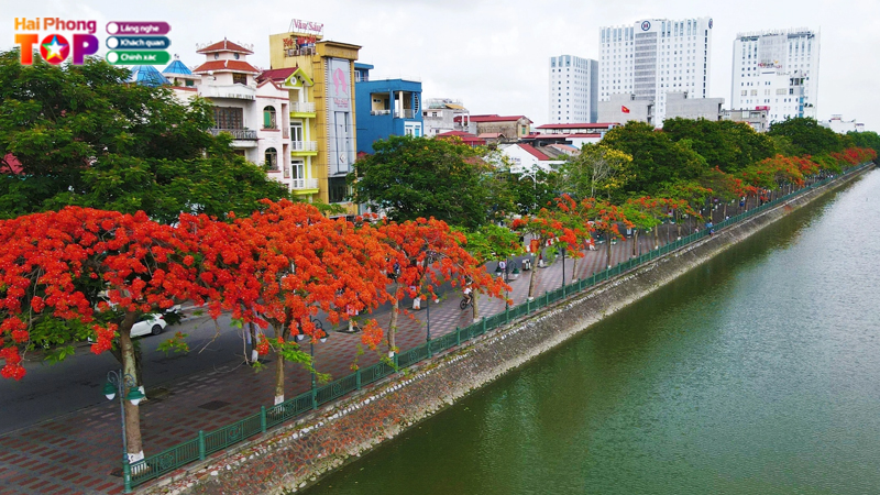 Vi-sao-hai-phong-goi-la-thanh-pho-hoa-phuong-do-3