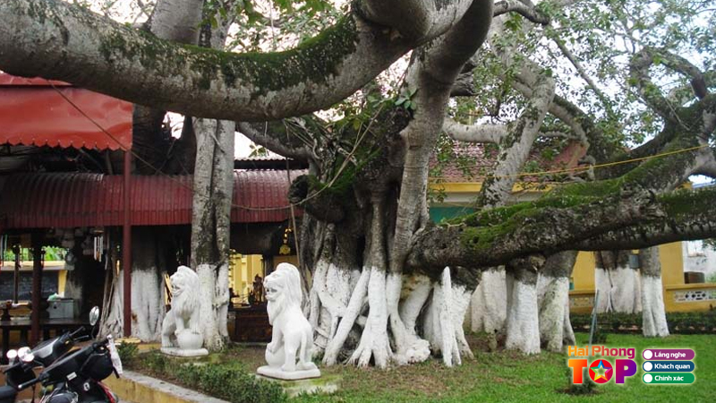 Cay-da-13-goc-hai-phong-2