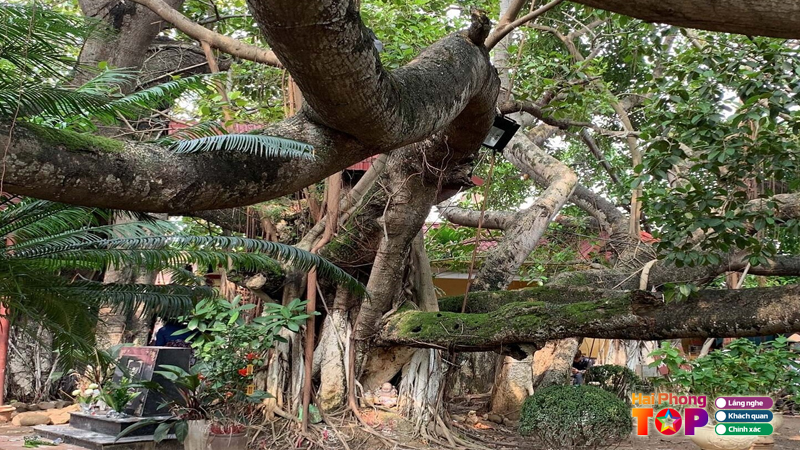 Cay-da-13-goc-hai-phong-3