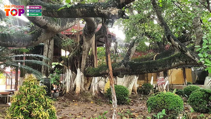 Cay-da-13-goc-hai-phong-4