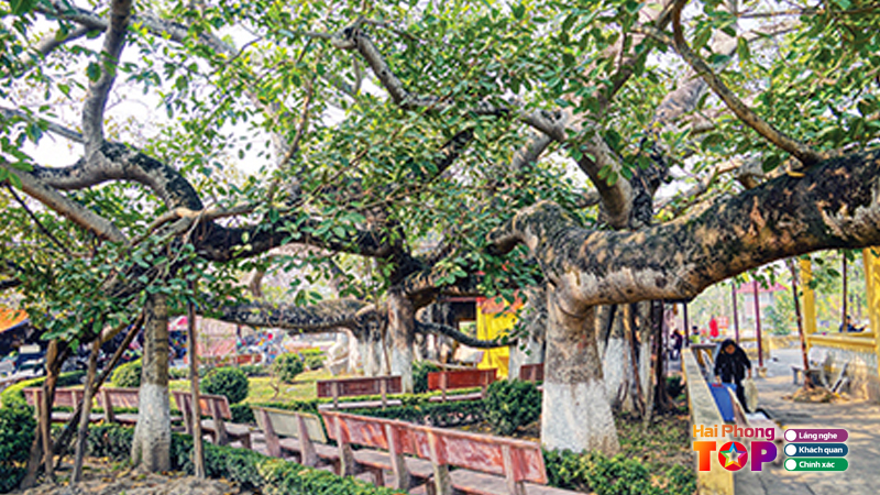 Cay-da-13-goc-hai-phong-5