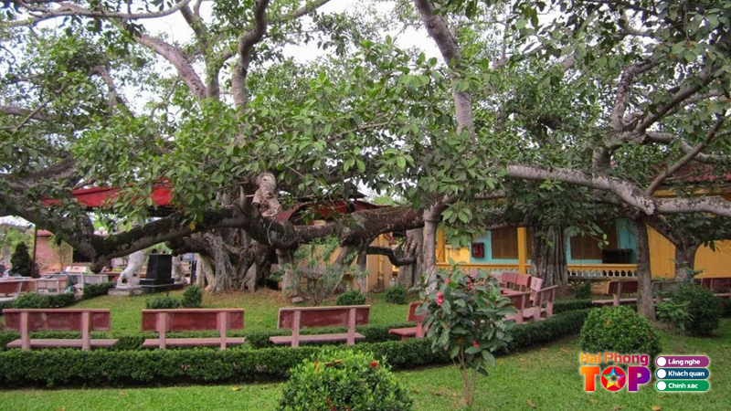 Cay-da-13-goc-hai-phong