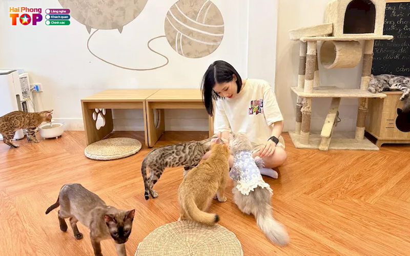 Meow-tea-tiem-cafe-meo-haiphongtoplist