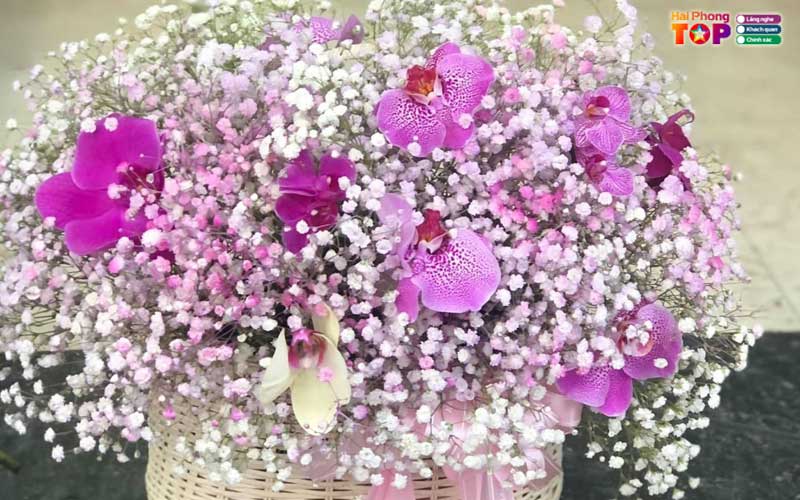 Hoa-tuoi-lan-anh-haiphongtoplist