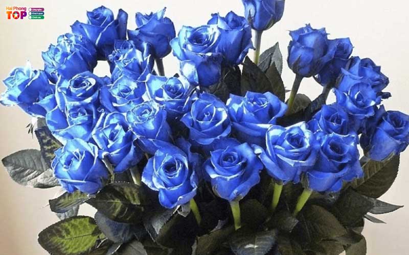 Shop-hoa-ngoc-han-haiphongtoplist