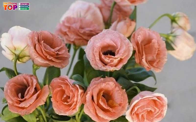 Shop-hoa-tuoi-cat-tuong-haiphongtoplist