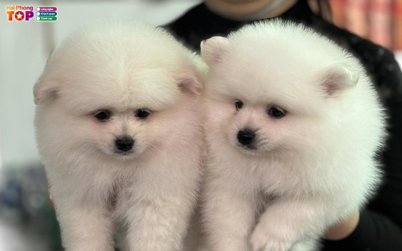 Viet-ha-petshop-haiphongtoplist