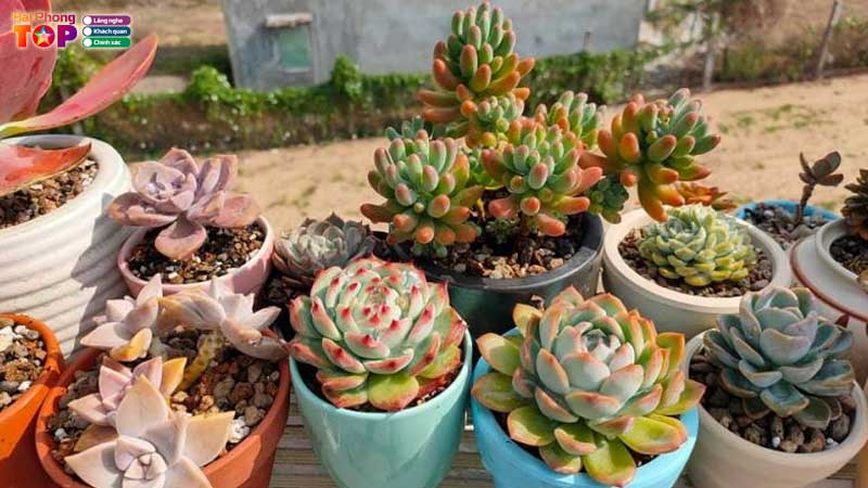 Dia-chi-ban-sen-da-o-hai-phong