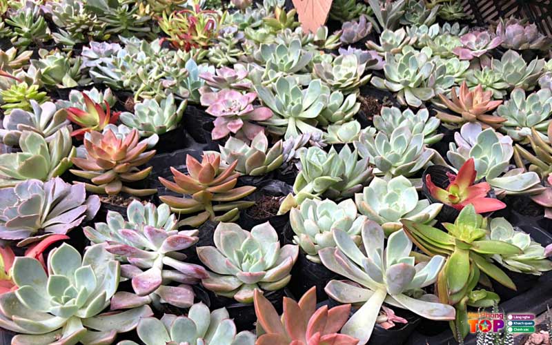 Happy-house-haiphongtoplist