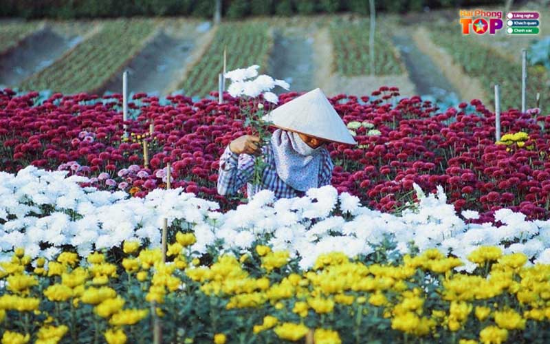 Lang-hoa-ha-lung-haiphongtoplist