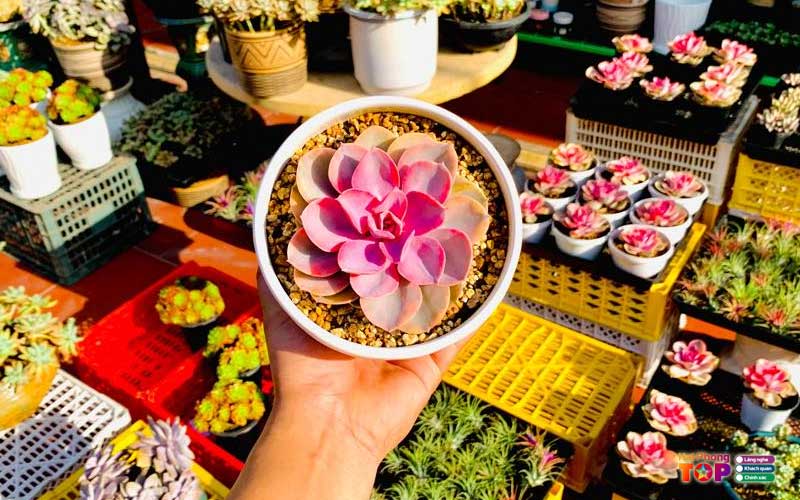 Tiamo-garden-station-haiphongtoplist