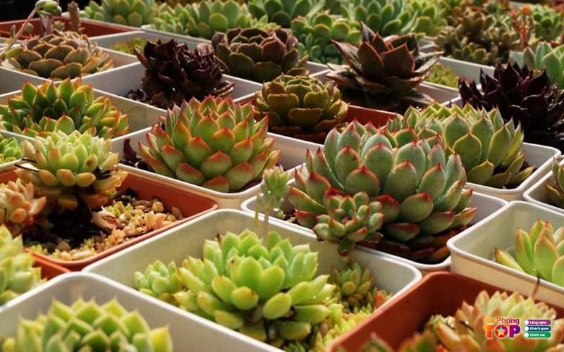 Vuon-hoa-cay-canh-nam-phong-haiphongtoplist